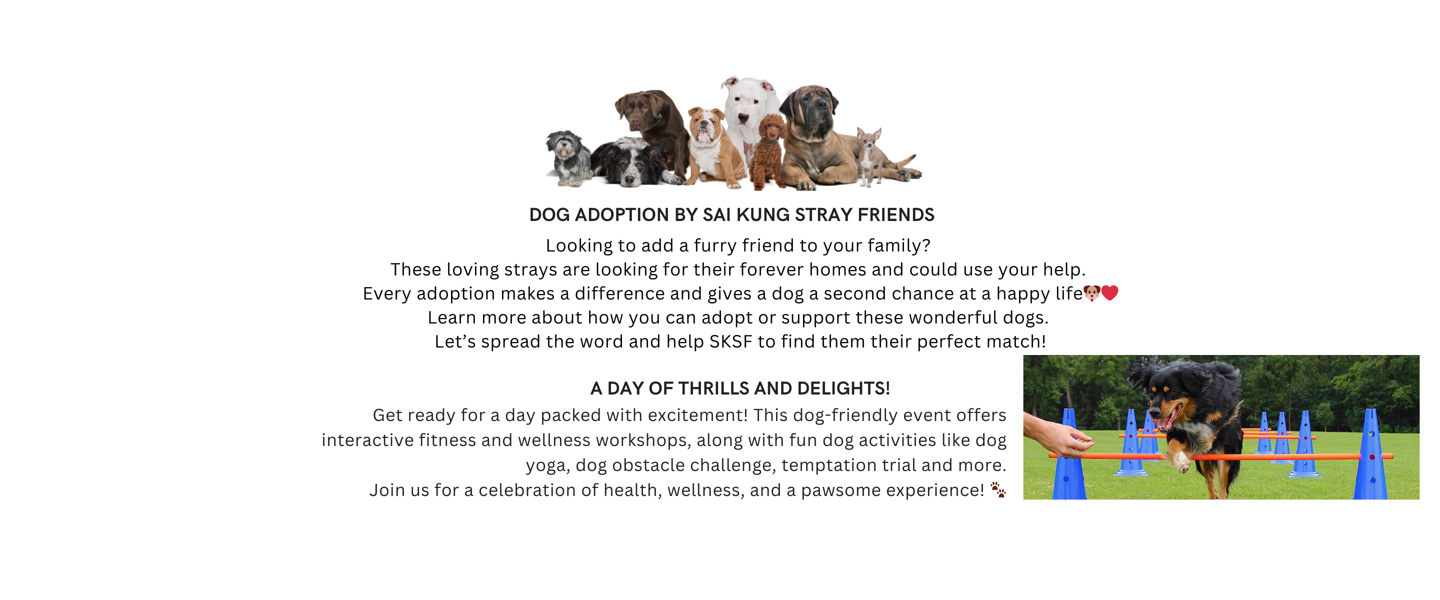 3f feel the fun festival highlight dog adoption sai kung stray friends